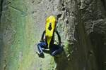 F�rberfrosch, (Dendrobates tinctorius), Gattung: Baumsteiger.