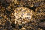 Ein Schmuckhornfrosch (Ceratophrys ornata) hat sich in im Mulch eingegraben.