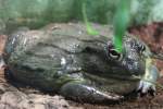 Afrikanischer Ochsenfrosch (Pyxicephalus adspersus) am 7.5.2010 im Exotarium Oberhof.