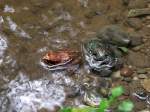 Moorfrosch(Rana arvalis) gnnt sich in einem seichten Bachbett eine Abkhlung ; 110815