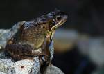 Teichfrosch am Gartenteich (OLDENBURG/Deutschland, 14.04.2007)