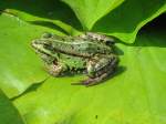 Ein Grasfrosch in Seehof am 19.08.2015.