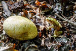 10.9.2020 - ein kleiner Wasserfrosch im Unterholz im Zeteler Urwald.