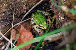 26.9.2020 - Marx Hohemoor - ein kleiner grner Wasserfrosch versucht sich vor dem Fotografen zu verstecken