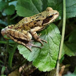 Diesen Teichfrosch habe ich im Juli 2026 in einem Wald bei Hattingen entdeckt.