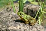 Ein Schreifrosch (Rana clamitans) an einem Teich in Ontario.