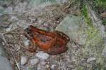 Ein rostbraun gefrbter Grasfrosch (Rana temporaria) im Oktober 2007 am Mummelsee.