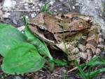 Moorfrosch(Rana arvalis) hlt kurz inne, bevor er mit einem groen Sprung im Unterholz verschwindet;110521