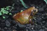 Sdlicher Tomatenfrosch (Dyscophus guineti) am 25.9.2010 im Toronzto Zoo.