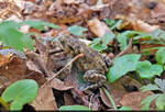 Erdkr�te (Bufo bufo) im Landschaftsschutzgebiet Brohmer Berge bei Klepelshagen.