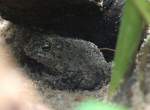 Wechselkrte (Bufo viridis) am 12.3.2010 im Zooaquarium Berlin.