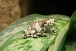 Bunter Hhlenlaubfrosch oder Baumhhlen-Krtenlaubfrosch (Trachycephalus resinifictrix oder syn.: Phrynohyas resinifictrix) kneift ein Auge zu Tierpark Berlin am 13.12.2009.