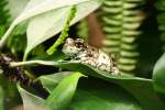 Bunter Hhlenlaubfrosch oder Baumhhlen-Krtenlaubfrosch (Trachycephalus resinifictrix) auf einem Blatt.