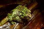 Vietnamesischer Moosfrosch, Vietnamese Mossy Frog (Theloderma corticale), Aquazoo Dsseldorf, Mai 2019.