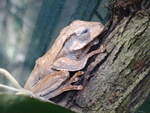 Ein Weibart-Ruderfrosch (Polypedates leucomystax) im Tiergarten Schnbrunn, 20.4.22