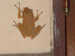 Am Abend des 22.12.2010  klebte  dieser Frosch an meiner Hauswand