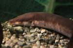 Dreizehen-Aalmolch (Amphiuma tridactylum) am 3.10.2010 im Bird Kingdom in Niagara Falls,Ont.