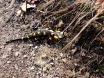 Feuersalamander (Salamandra salamandra)im Nationalpark Plitvicer Seen; 130421