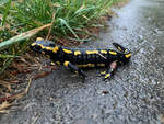 Der Feuersalamander geniesst den Regen.