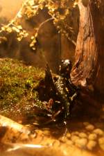 Spanischer Feuersalamander (Salamandra sal.