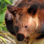 Ein Goodfellow-Baumknguru im Zoo Dortmund.