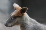 Sumpfwallaby (Wallabia bicolor) am 25.11.2010 im Toronto Zoo.