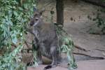 Rotnackenwallaby (Macropus rufogriseus) am 27.6.2010 im Leipziger Zoo.