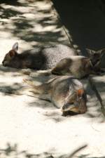 Tammarwallaby (Macropus eugenii) am 27.6.2010 im Leipziger Zoo.