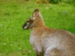 Zwergknguru im Tiergehege Zeulenroda am 14.09.12