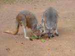 Kngurus beim Mittagessen im ZOO Hannover