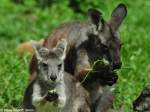 stliches Bergknguru (Macropus robustus robustus).