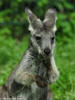   stliches Bergknguru (Macropus robustus robustus).