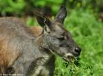 stliches Bergknguru (Macropus robustus robustus).