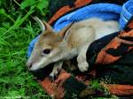 Flinkes Knguru (Macropus agilis).