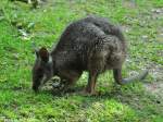 Parma-Knguru (Macropus parma) im Zoo und Botanischen Garten Pilsen (Plzen, Juni 2015).