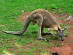 Rotes Riesenknguru (Macropus rufus) im Zoo und Botanischen Garten Pilsen (Plzen, Juni 2015).