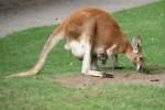 Rote Riesenknguru (Macropus rufus) am 25.7.2010 im Zoo Heildelberg.