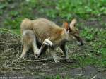 Flinkes Knguru oder Sandwallaby (Macropus agilis).