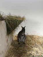 Bennettknguru im Tierpark Greifswald am 08.01.2017