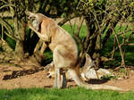 Ein Graues Riesenkänguru im Dortmunder Zoo.