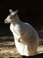 Ein Bennettknguru, fotografiert im Zoo Barcelona (Dezember 2011)