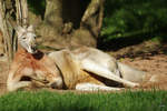 Ein relaxtes stliches Graues Riesenknguru im Zoo Dortmund (September 2008)