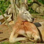 Ein stliches Graues Riesenknguru im Zoo Dortmund.