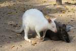 Es gibt auch ein weies Knguru im Zoo d'Amneville, 26.9.2017