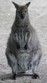 Ein Tammar-Wallaby Anfang Juli 2010 im Zoo Schwerin.