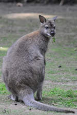 Ein Tammar-Wallaby Anfang Juli 2010 im Zoo Schwerin.