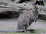 Ein Tammar-Wallaby Anfang Juli 2010 im Zoo Schwerin.