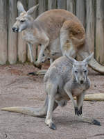 Rote Riesenkngurus Anfang April 2017 im Zoo Dresden.