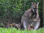 Ein junges Wallaby hat den mutterlichen Beutel verlassen, so gesehen Ende August 2019 im Wildpark Rosegg.