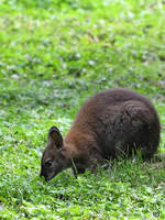 Ein junges Wallaby Ende August 2019 im Wildpark Rosegg.